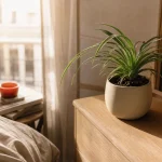 Quelle plante mettre dans une chambre : chlorophytum et sansevieria, lumière douce